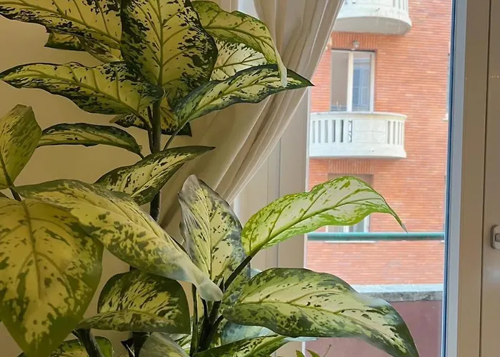 Il Plancton Colosseo *